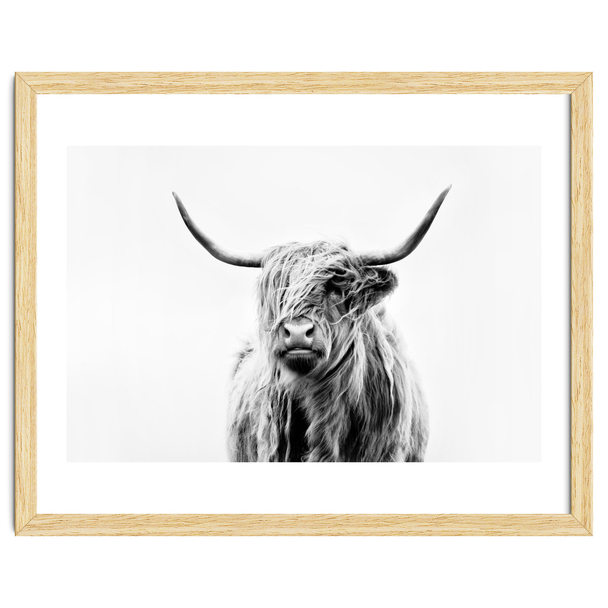 Portrait of a Highland Cow II