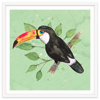 Toco toucan