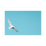 Seagull (Print Only) thumbnail