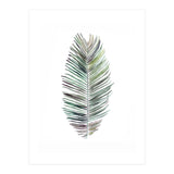 Botanical Illustration Cocos Palm (Print Only) thumbnail