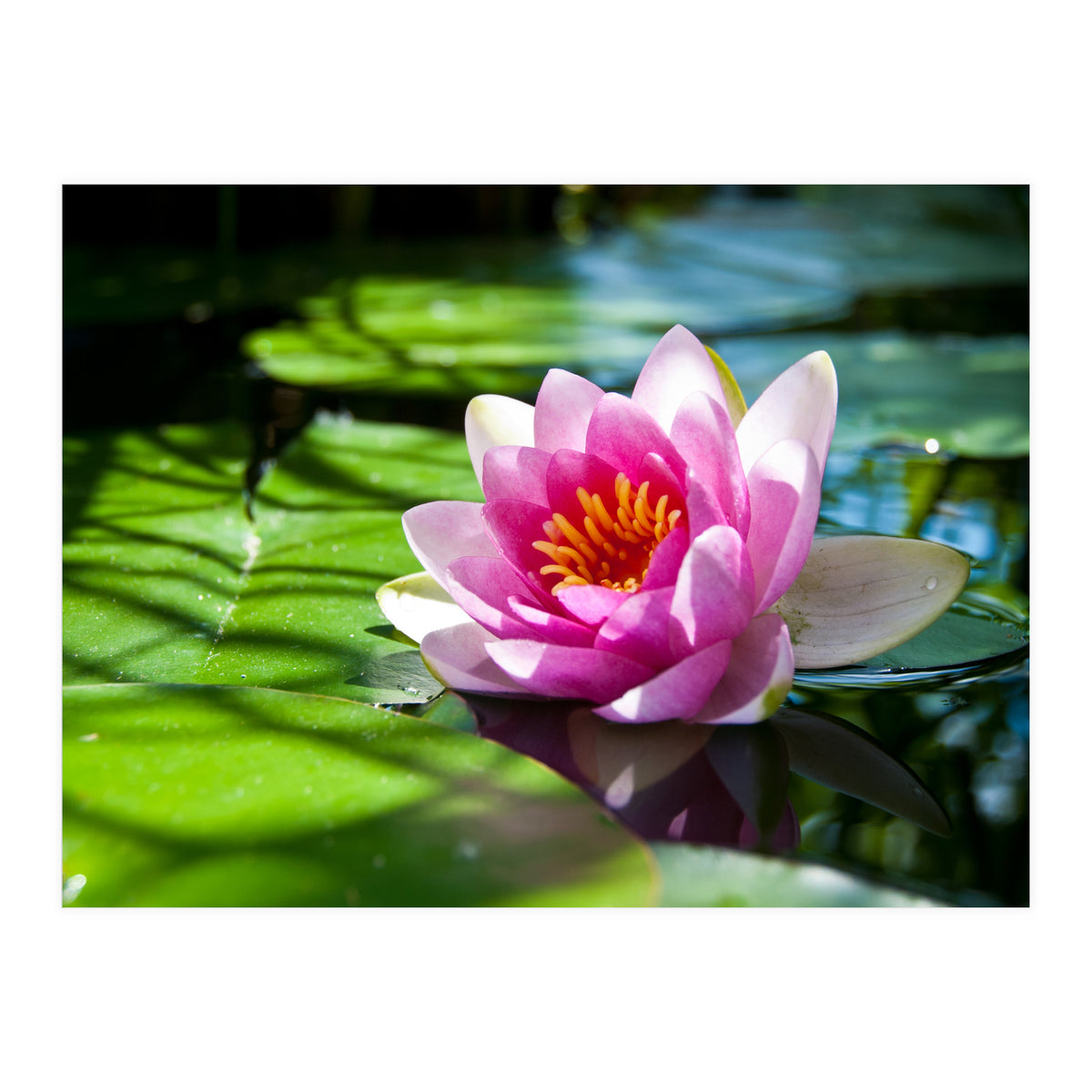 Waterlilie (Print Only)