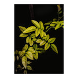Dew Drops Leaves (Print Only) thumbnail