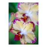 Orchidee Phalleanopsis (Print Only) thumbnail