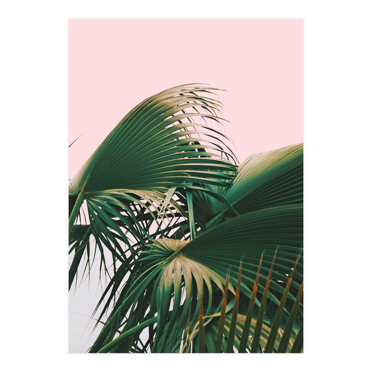 Palm Love (Print Only)