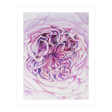 A Rose Is A Rose Std (Print Only) thumbnail