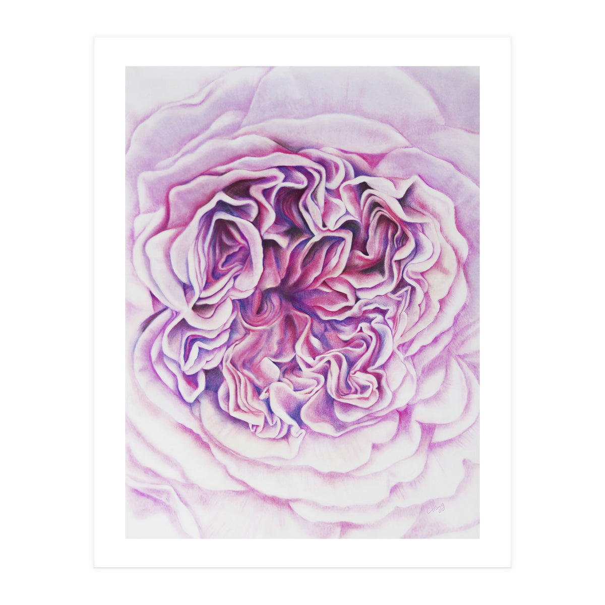 A Rose Is A Rose Std (Print Only)