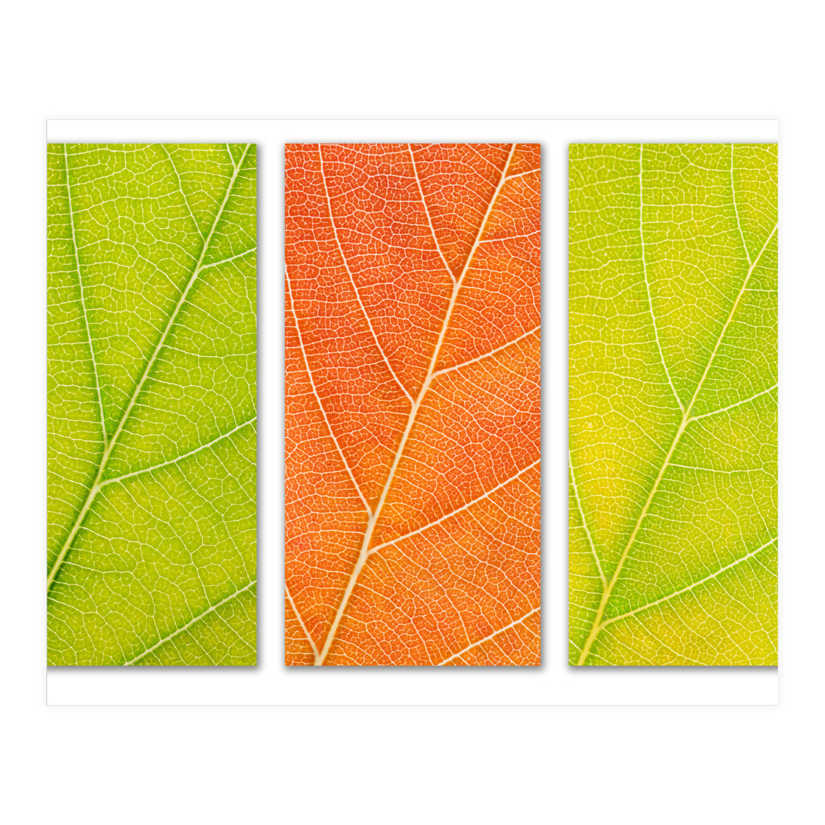 Autumn Leaves (Print Only)