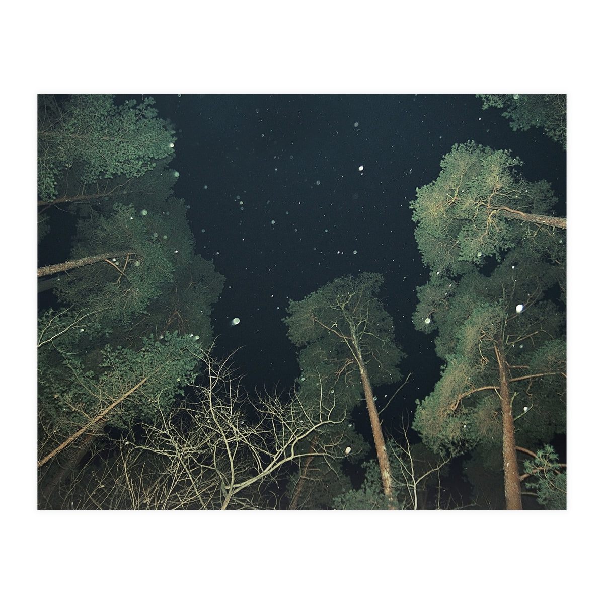 Broccoli (Print Only)