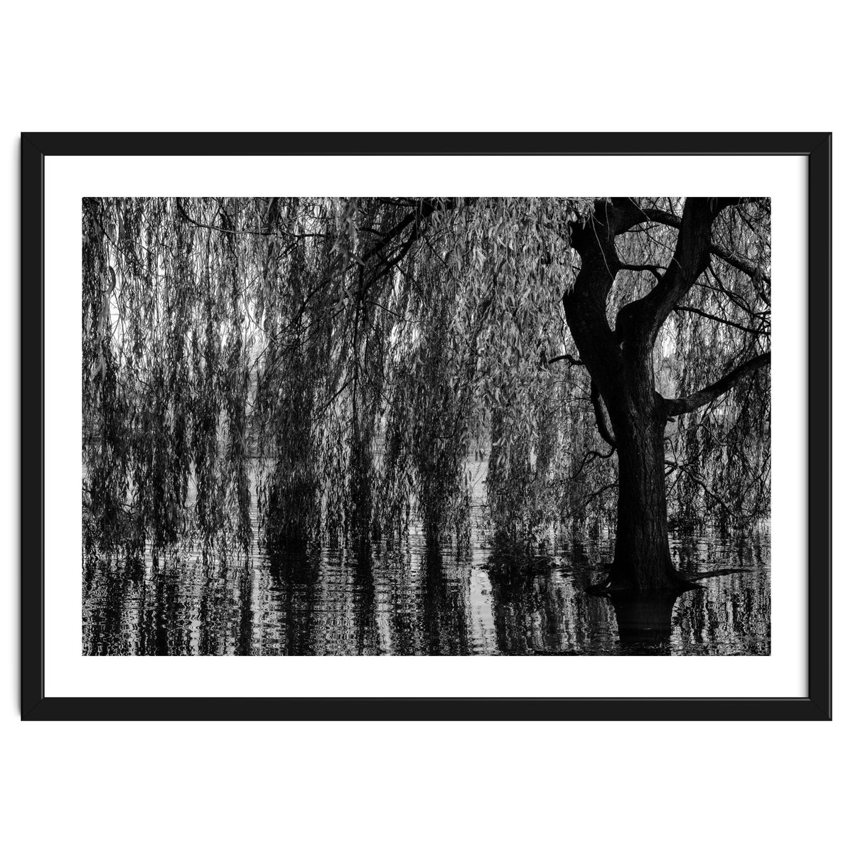 Weeping Willow