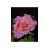 Pink Dew Rose (Print Only) thumbnail