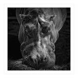 Hippopotamus (Print Only) thumbnail