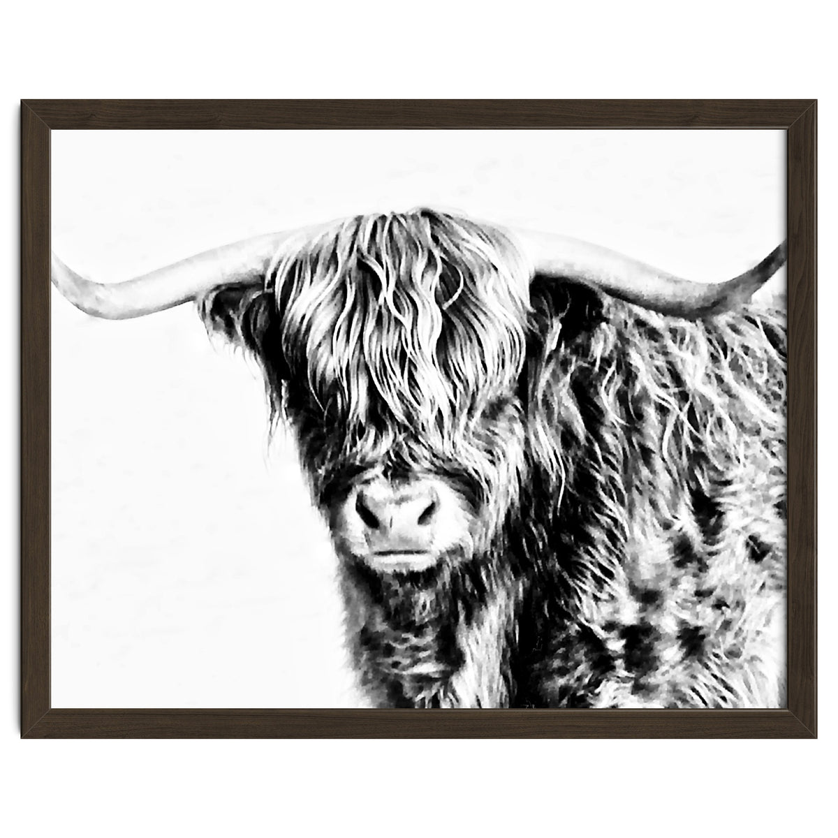 Highland bull