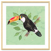 Toco toucan