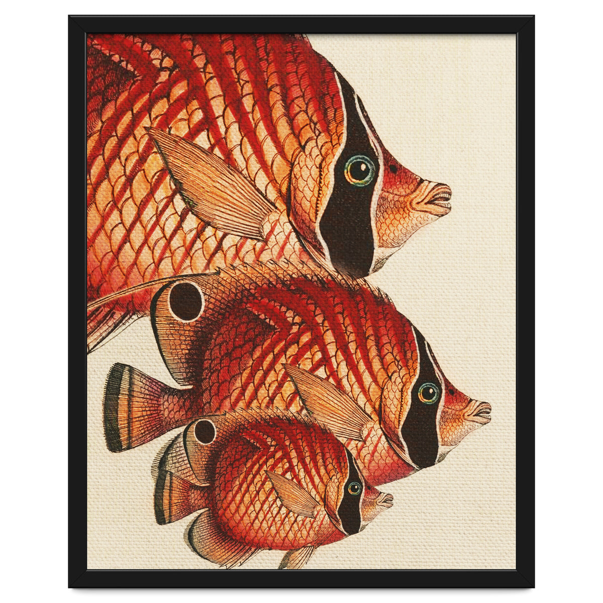 Fish Classic Designs 2