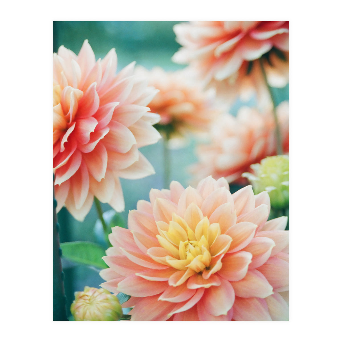 Happy Flowers (Print Only)
