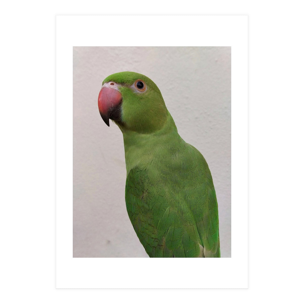Cute Indian Parakeet (Print Only)