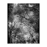 Cemetery alley (Print Only) thumbnail
