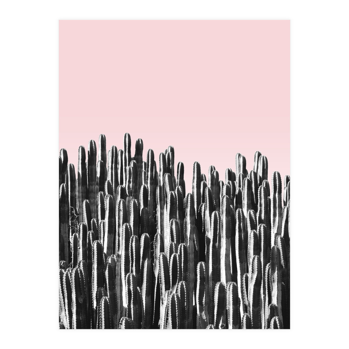 Cactus B&W & Sunset (Print Only)