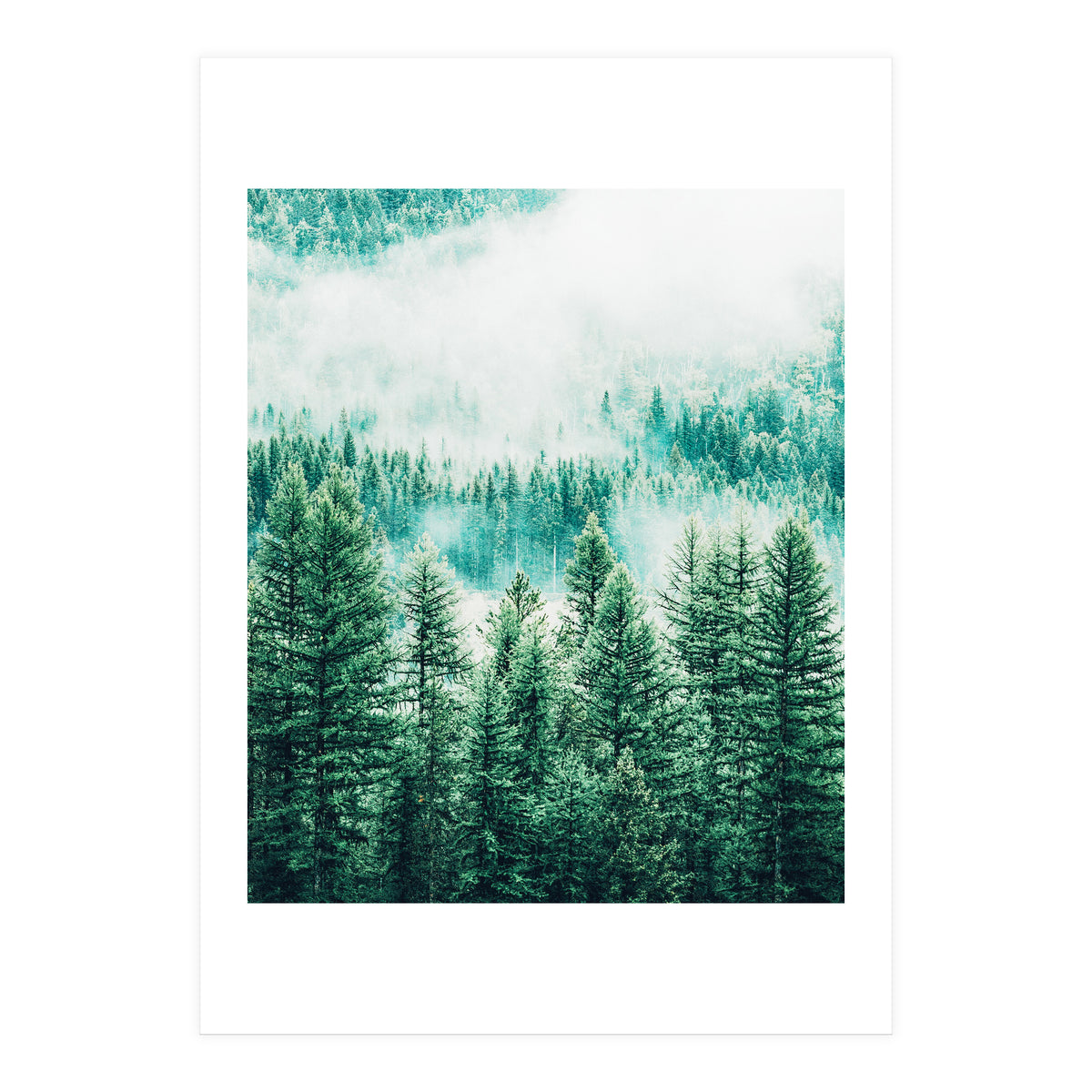 Forest And Fog (Print Only)
