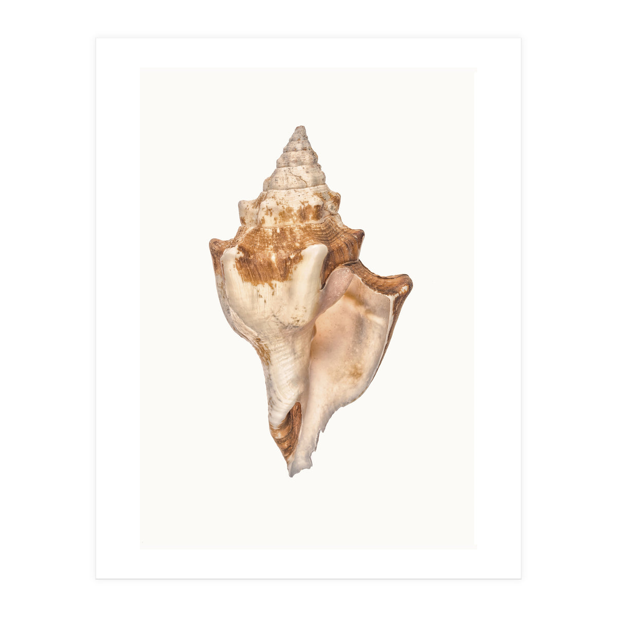 Cc Shell 01 (Print Only)