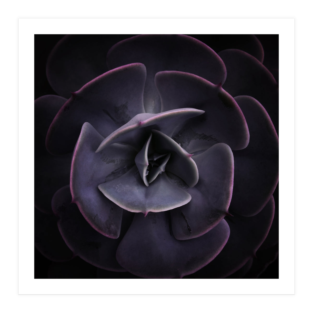 DARKSIDE OF SUCCULENTS VIII (Print Only)