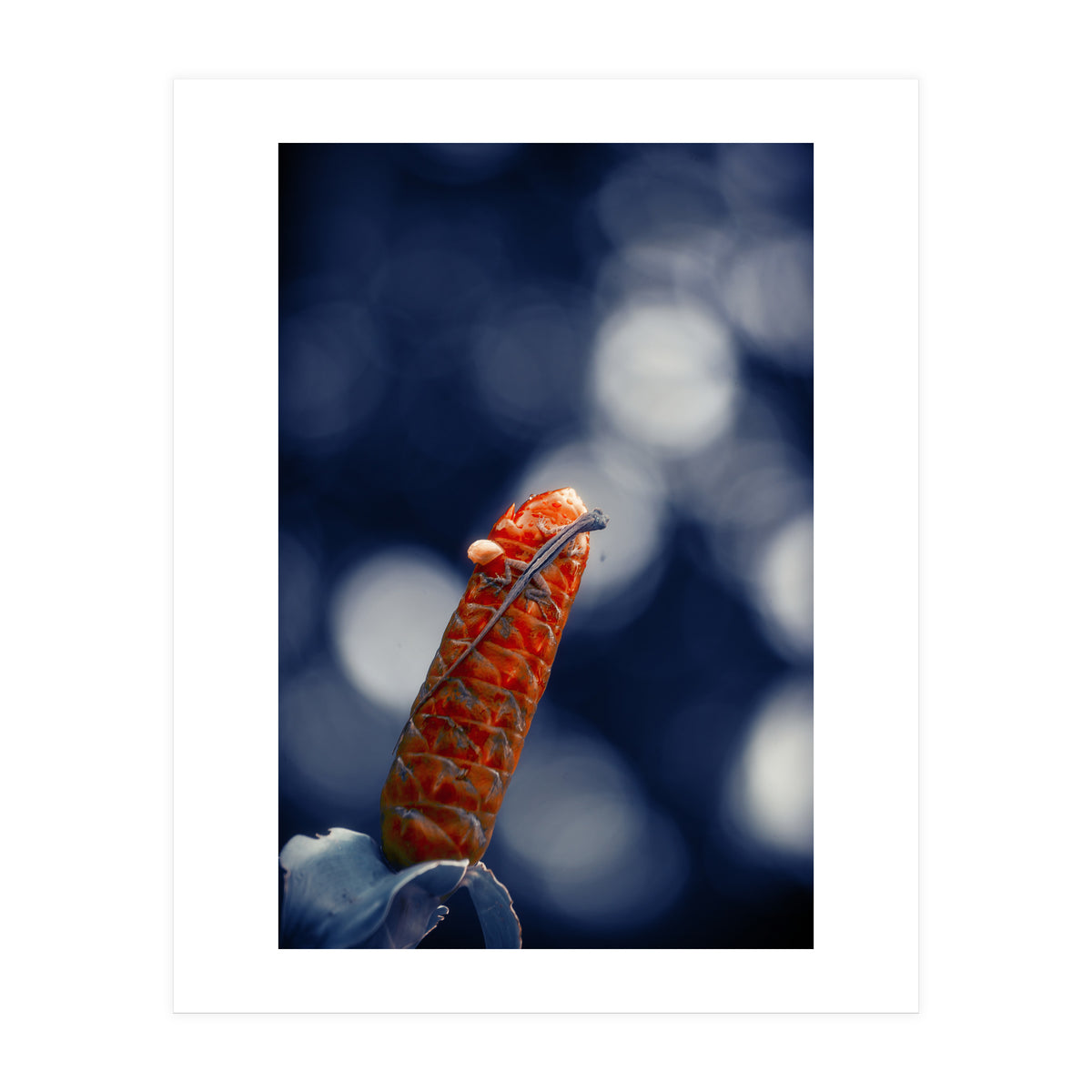 Red Ginger Flower (Print Only)