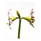 Amaryllis 3 (Print Only) thumbnail