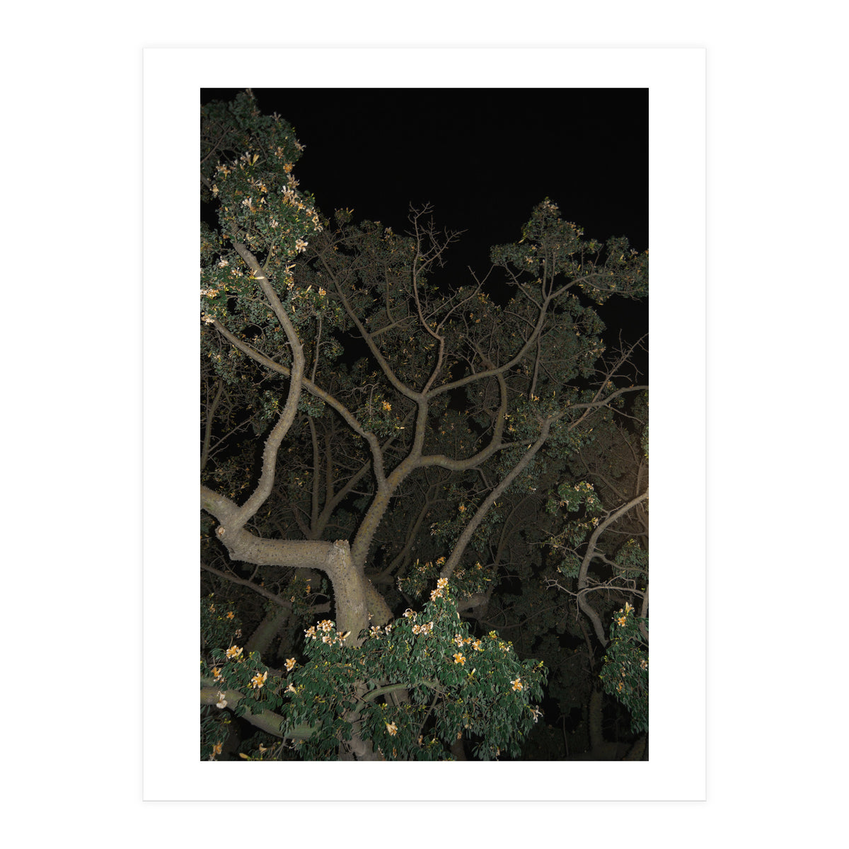 Night in Malaga (Print Only)