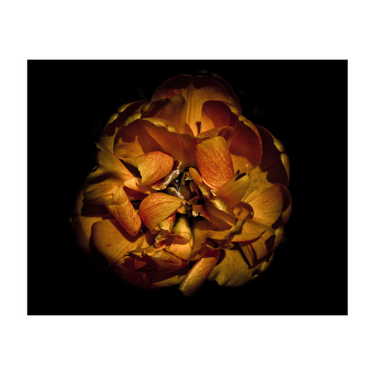 Backyard Flowers No 80 Color Version (Print Only)