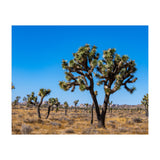 Joshua Trees (Print Only) thumbnail