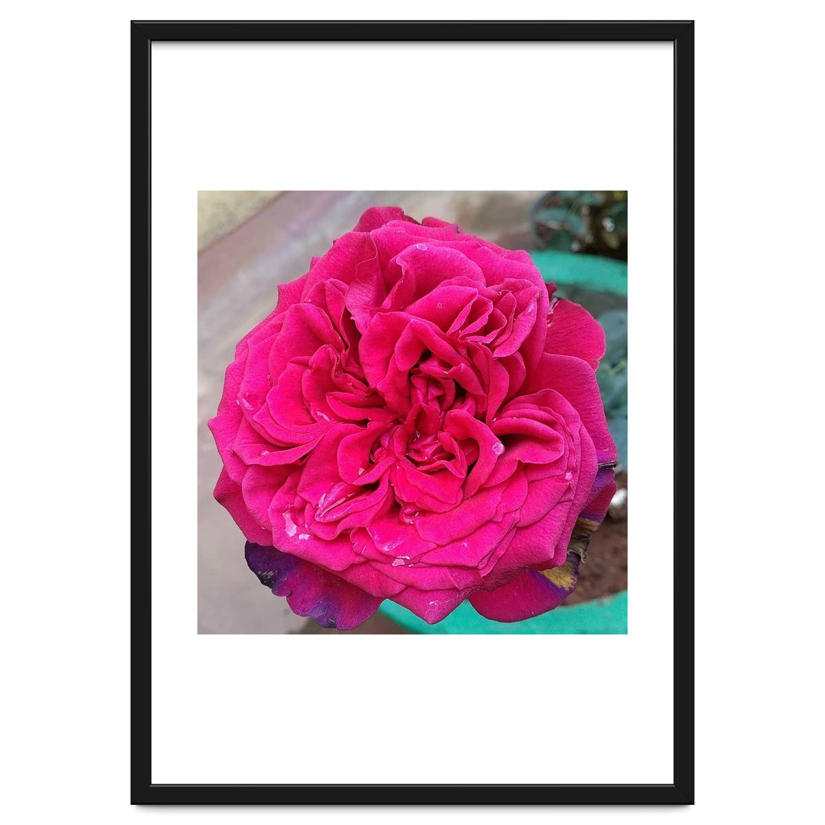 Beautiful Fragrant Rose