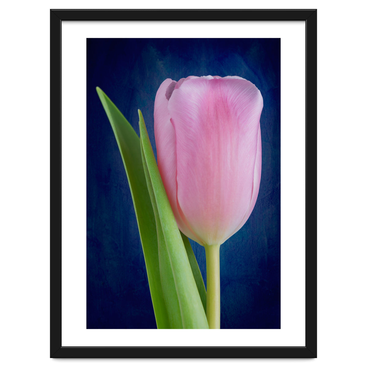 Tulip