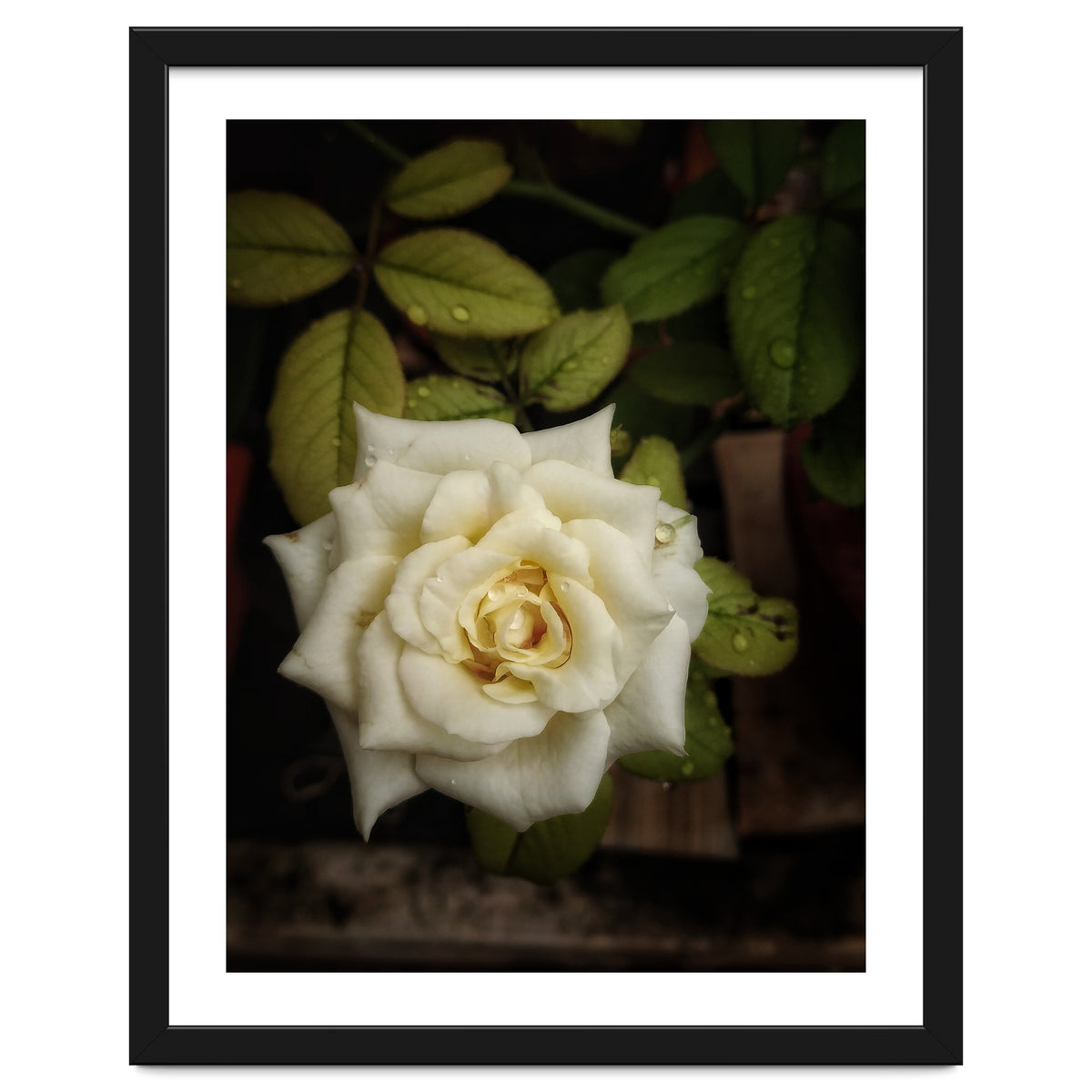 Beautiful Garden White Rose