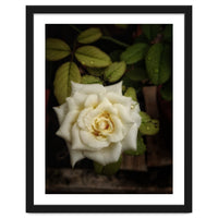 Beautiful Garden White Rose