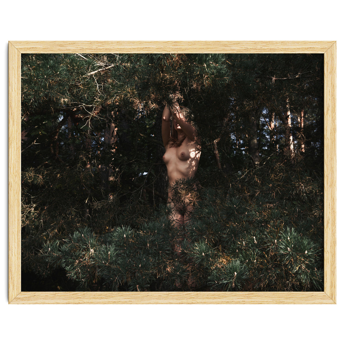 The Eyes of the Forest