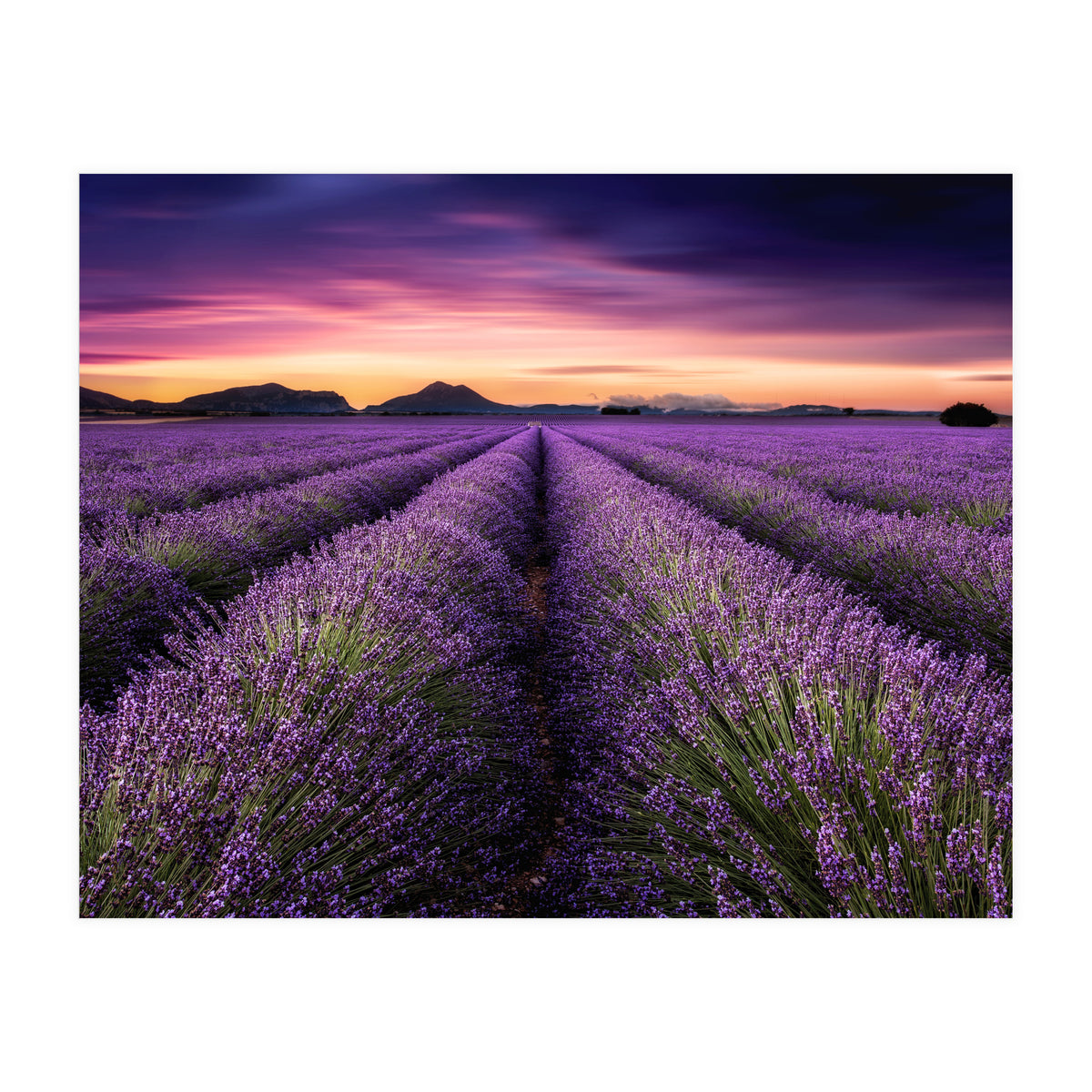 Mindfulness (Print Only)