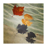 Floating leaves (Print Only) thumbnail