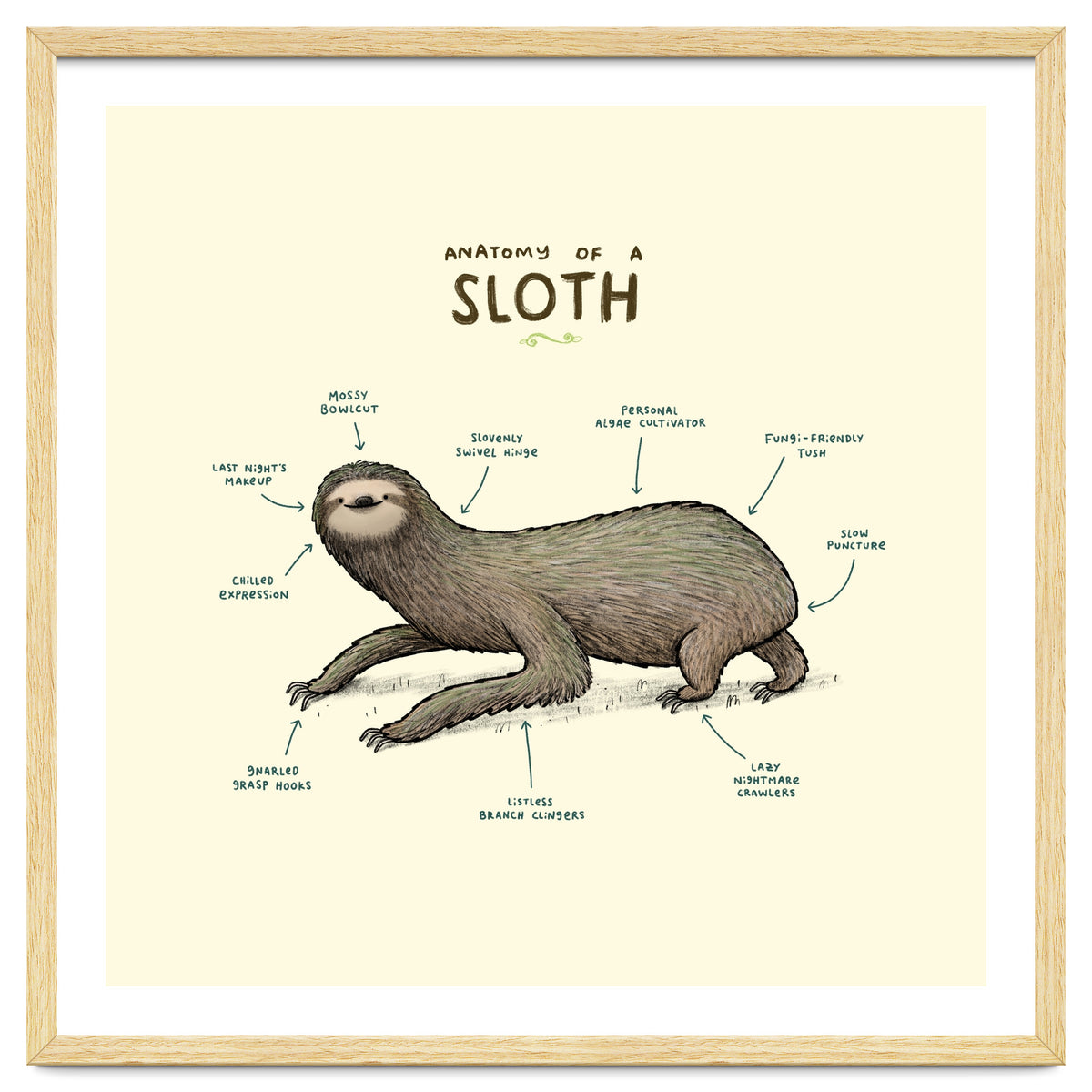 Anatomy Of A Sloth