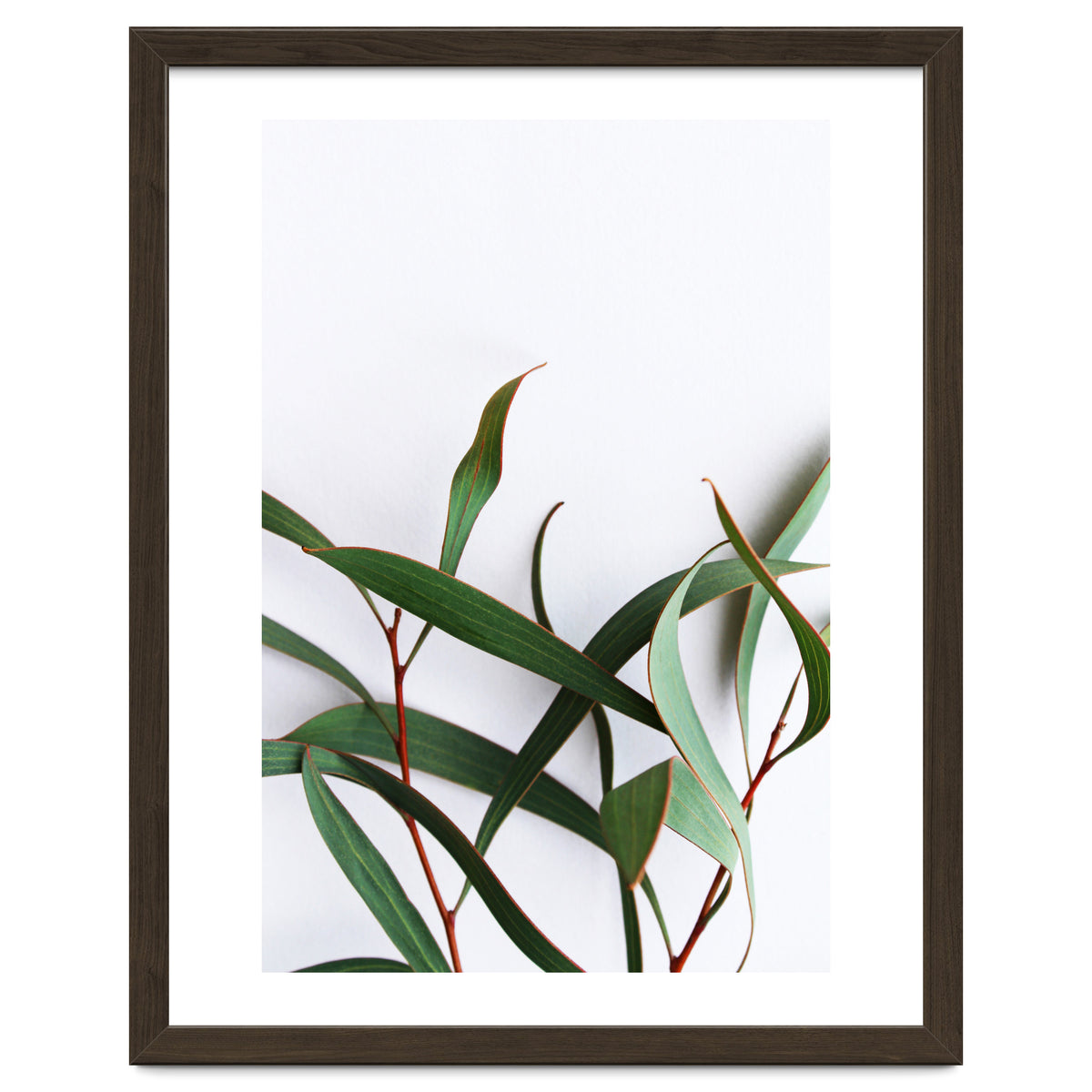 Green Eucalyptus leaves
