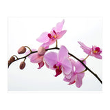 Orchidee (Print Only) thumbnail