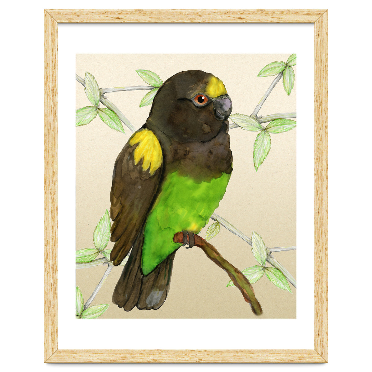 Meyer's parrot watercolor