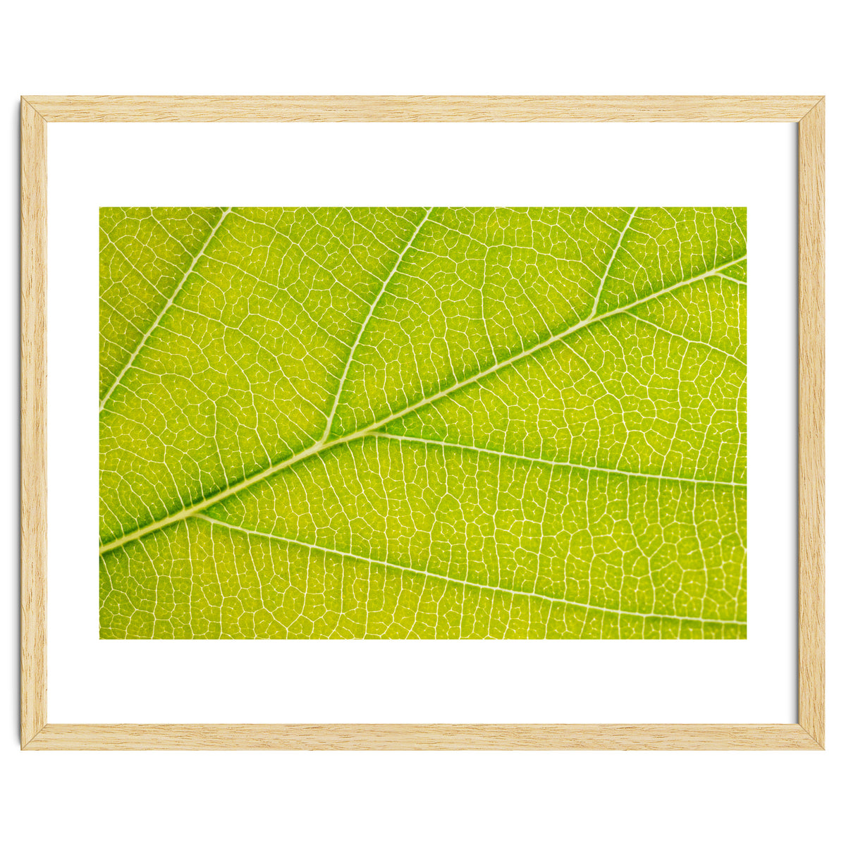 Autumn Leaf