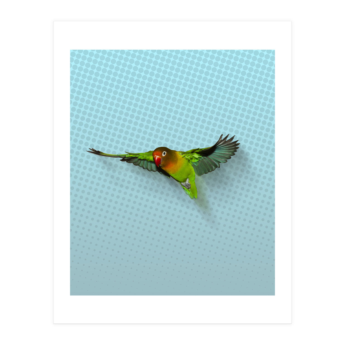 Flying lovebird (Print Only)