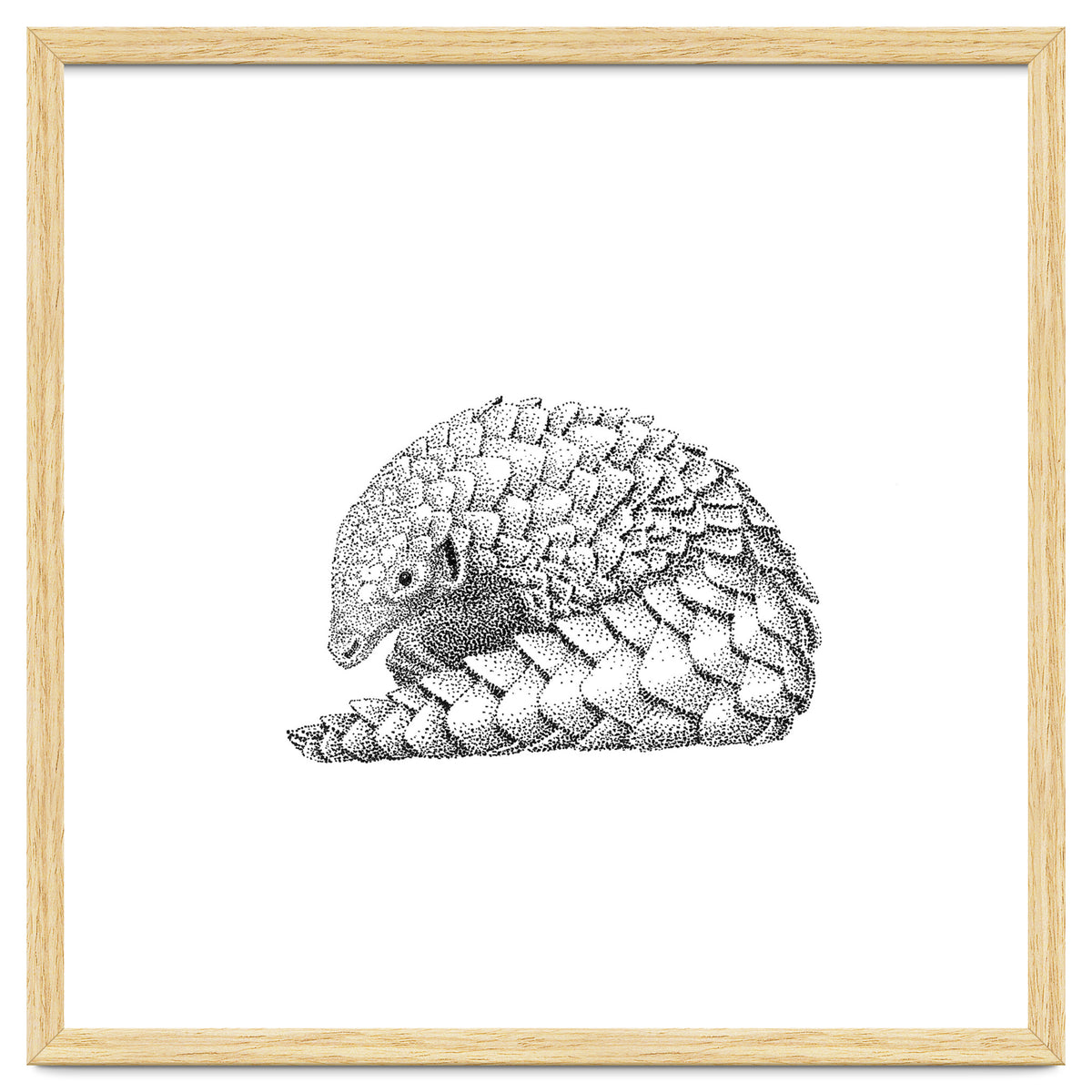 Pangolin