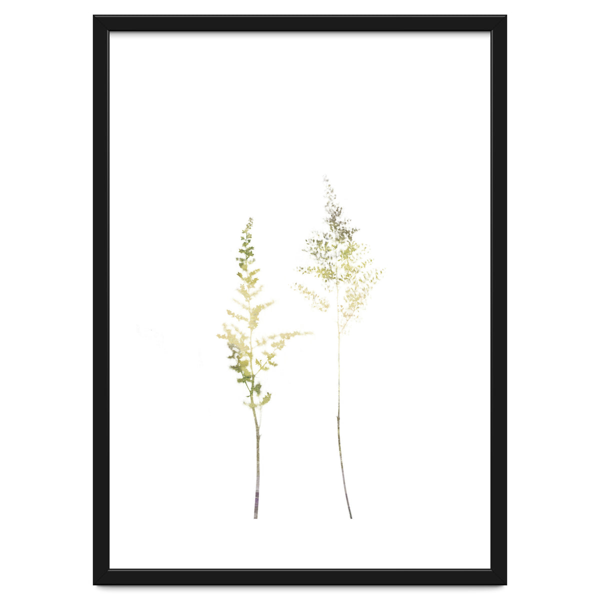 Neutral Astilbe