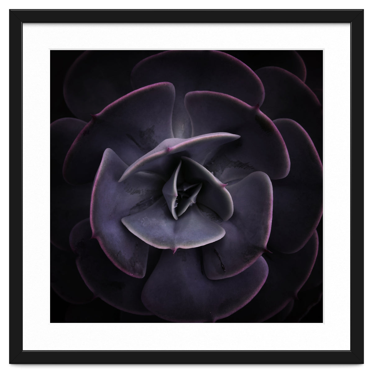 DARKSIDE OF SUCCULENTS VIII