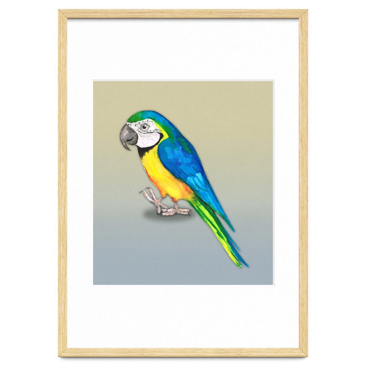 Blue and yellow macaw