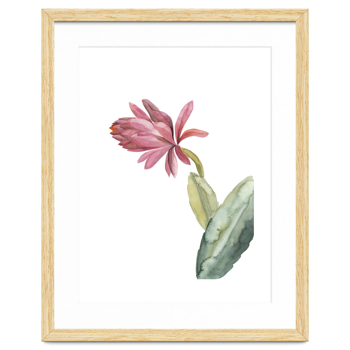 Botanical Illustration Pink Cactus Flower