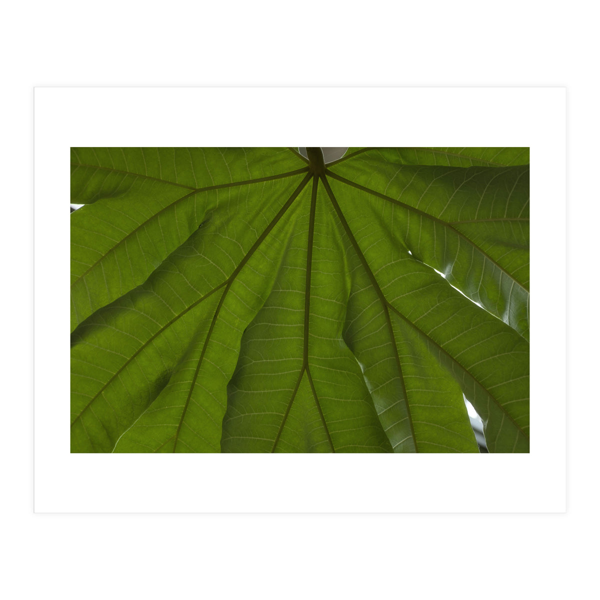 Hothouse (Print Only)