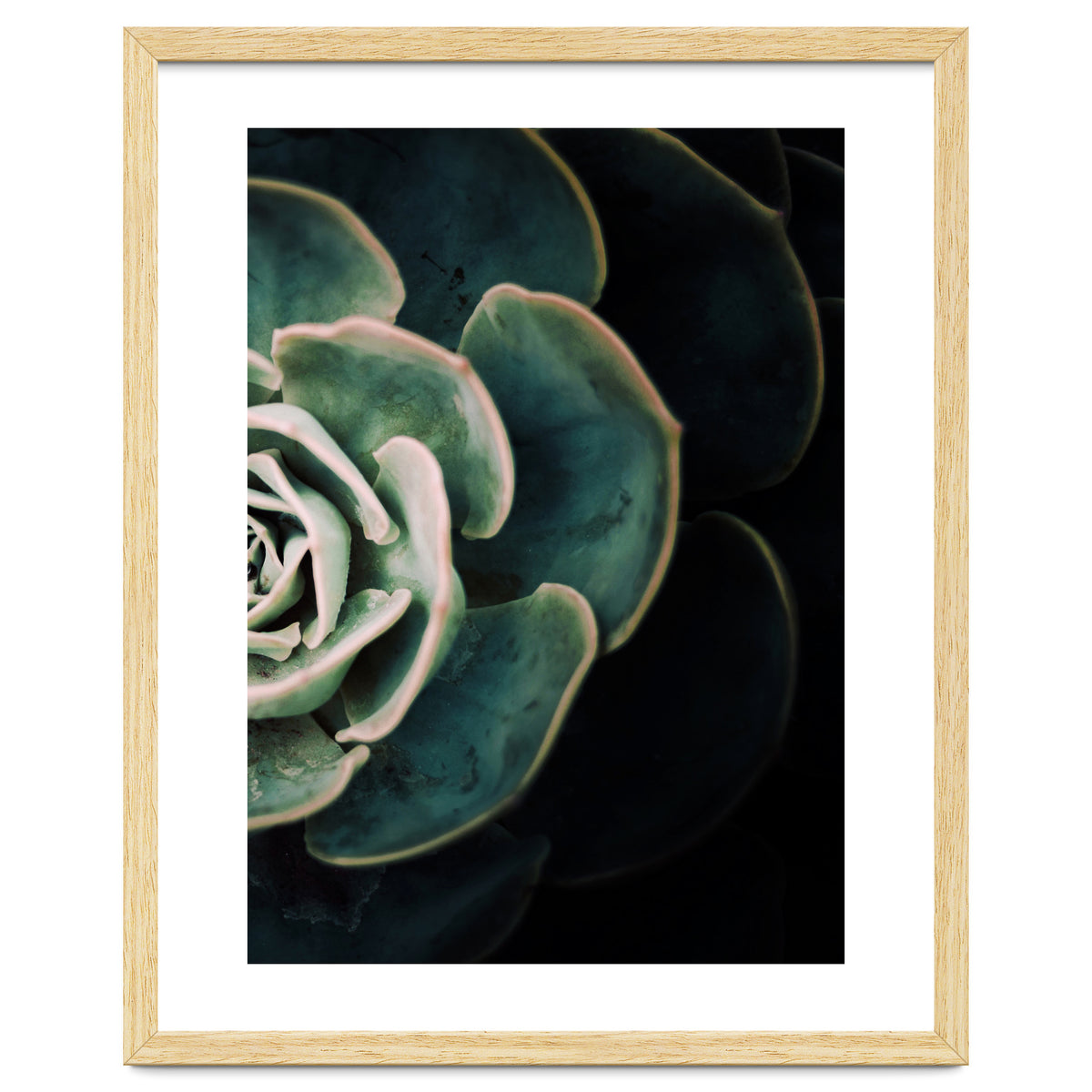 Darkside Of Succulents 4-B